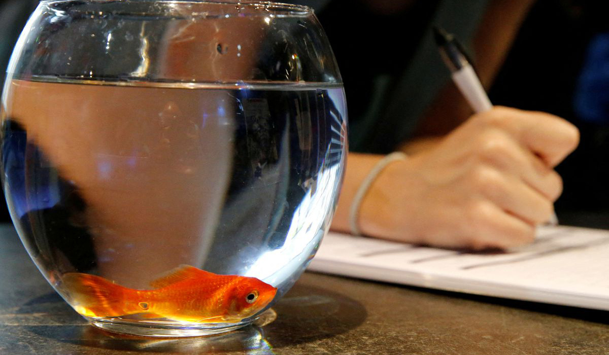 French pet care firm stops selling fish bowls